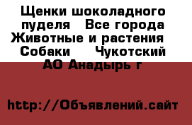 Щенки шоколадного пуделя - Все города Животные и растения » Собаки   . Чукотский АО,Анадырь г.